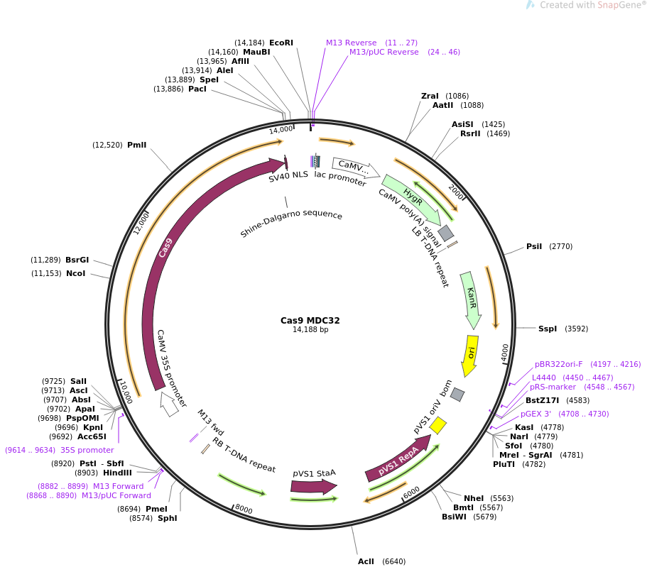 Cas9 MDC32质粒图谱